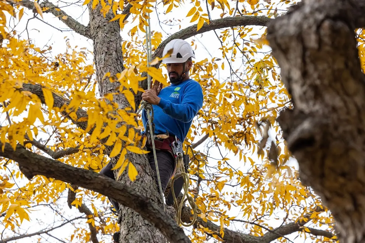 Skilled Tree Planing crew working in Trenton